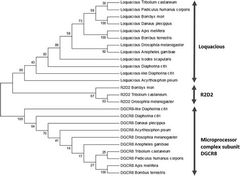 Phylogenetic Tree Of The Dicer Associated Double Stranded RNA Binding