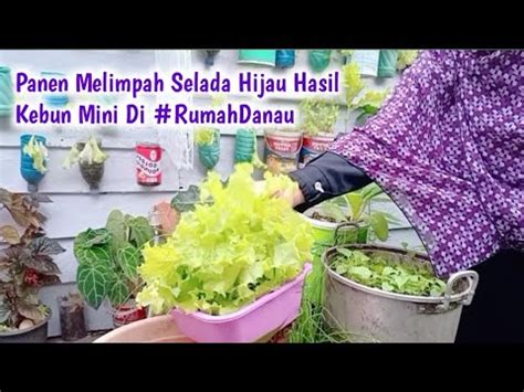 Panen Selada Di Rumahdanau Semai Kangkung Dan Masak Persiapan Makan