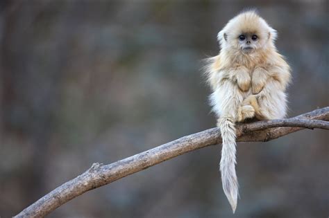 🔥 A baby Golden snub-nosed monkey : r/cute