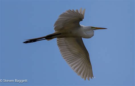 AVERY ISLAND BIRD SANCTUARY on Behance