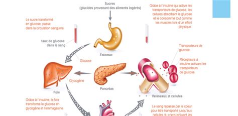 Le Diabète Excel De Sante