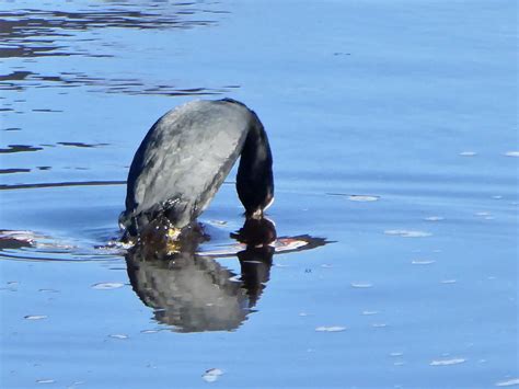 Sothöna coot Axart birds nature and art