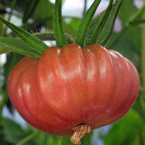 Tomato Brandywine Pink Solanum Lycopersicum