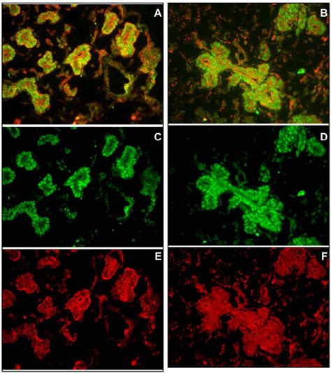 Figure From The Sdf Cxcr Axis Is Required For Proliferation And