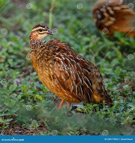 Common Quail Coturnix Coturnix Stock Image Image Of Beautiful Gray