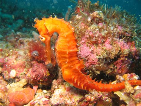 Sea Life Sea Life Wallpaper 32310777 Fanpop