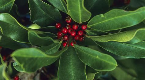 Matè Erboristeria Lettig Natur