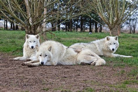 UK Wolf Conservation Trust, Beenham, Berkshire.