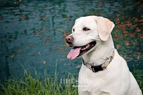 Canine Bliss Ii Sarahann Dog Photographysarahann Dog Photography