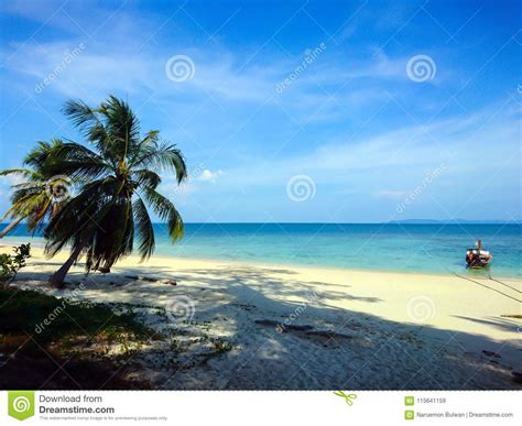 Arbre De Noix De Coco Sur La Plage De Koh Bulone Satun Image Stock