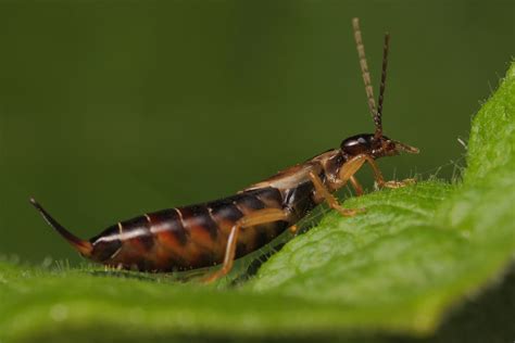 Common Earwig Wildlifemacro