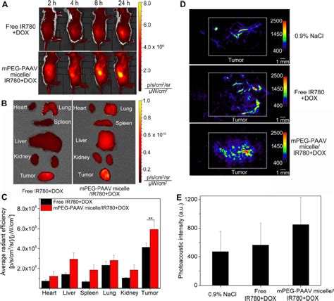 A Nir Fluorescence Imaging Of Balb C Mice Bearing Subcutaneous T