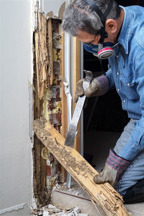 Renovating Your Home? When to Fumigate for Termites - Aloha Pest Solutions - | NearSay