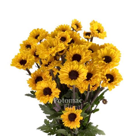 Pom Viking (Yellow with Black Center) - Potomac Floral Wholesale ...