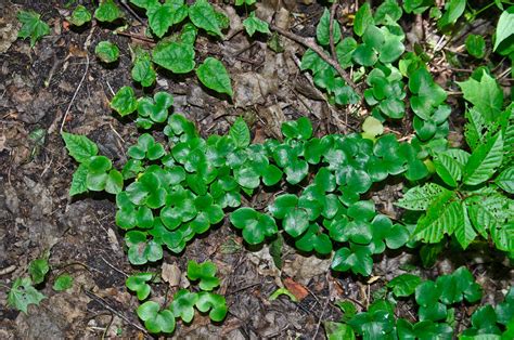 Hepatica nobilis 1 Leberblümchen Hepatica nobilis c Flickr