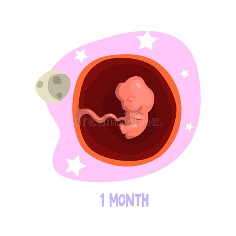 Process Of Pregnancy From St To Th Months Fetal Development Baby