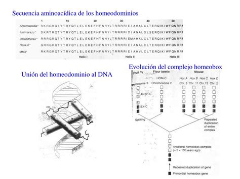 Ppt Regulación Expresión Génica Genes Homeoticos Powerpoint