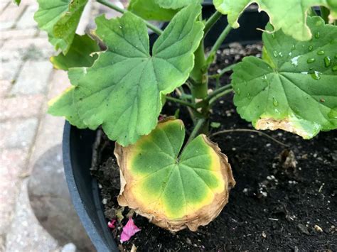 Why Your Geranium Leaves Are Turning Yellow And Solutions Gardening