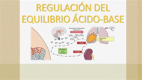 Ejercicios Regulaci N Del Equilibrio Cido Base Estrella Haro Udocz