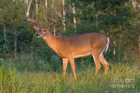 White Tailed Buck Photograph By Linda Freshwaters Arndt Fine Art America