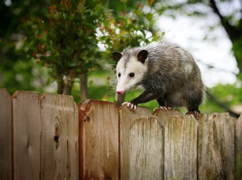 Opossum Pest Control For Homeowners Raven Termite And Pest Control