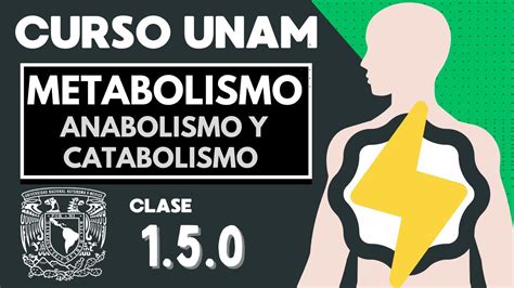 ANABOLISMO Y CATABOLISMO Metabolismo Celular Papel De Las Enzimas