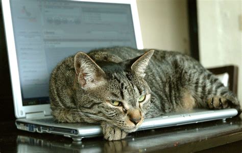 Cat Laptop Homecare24