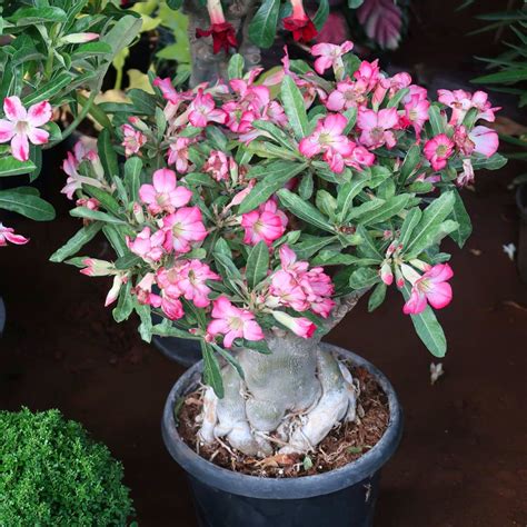 Desert Rose Adenium Plants For Sale FastGrowingTrees