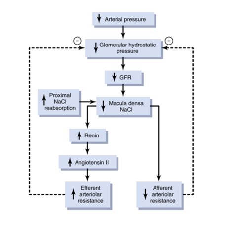 Renal Physiology Flashcards Quizlet