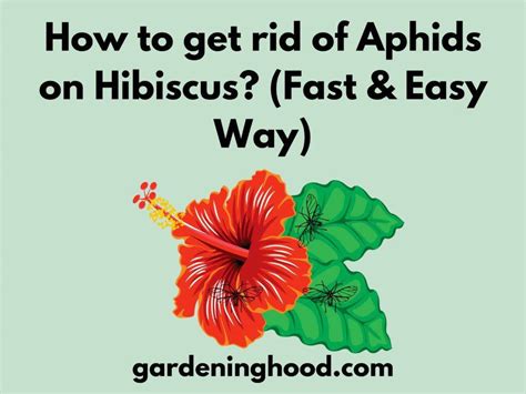 How To Get Rid Of Aphids On Hibiscus Fast Easy Way