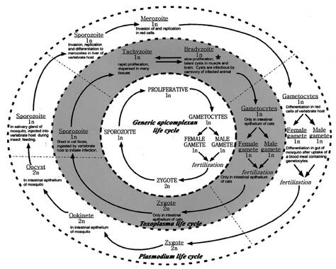 Apicomplexan Life Cycle