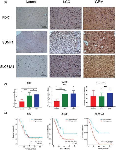 FDX1 SUMF1 And SLC31A1 Protein Expression In Normal Brain Tissue LGG