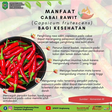 Manfaat Cabai Rawit Avada Seo