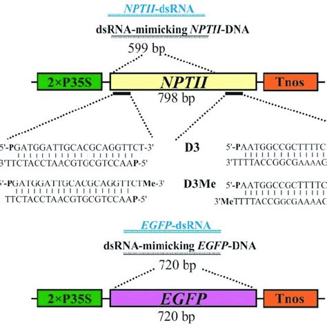 Schematic representation of the position and structures of the ...