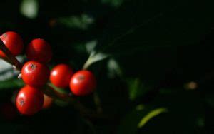 Winterberry - Facts about species Ilex verticillata - Drought Garden