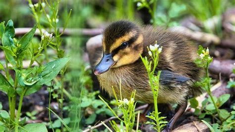 Burung Anak Itik Ilmu Foto Gratis Di Pixabay Pixabay