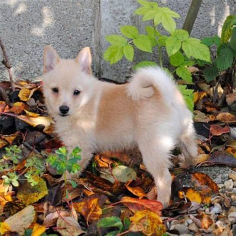 Breeders Directory The Schipperke Club
