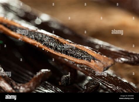 Vanilla Beans Plant Hi Res Stock Photography And Images Alamy