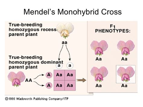 Chapter 19 Heredity Lesson 1 - Monohybrid Cross and Test Cross