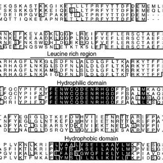 Rna Gel Blot Hybridization Analysis Of Pnzip Mrna Accumulation During