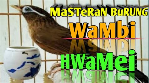 Masteran Burung Wambi Hwamei Gacor Ngerol Youtube