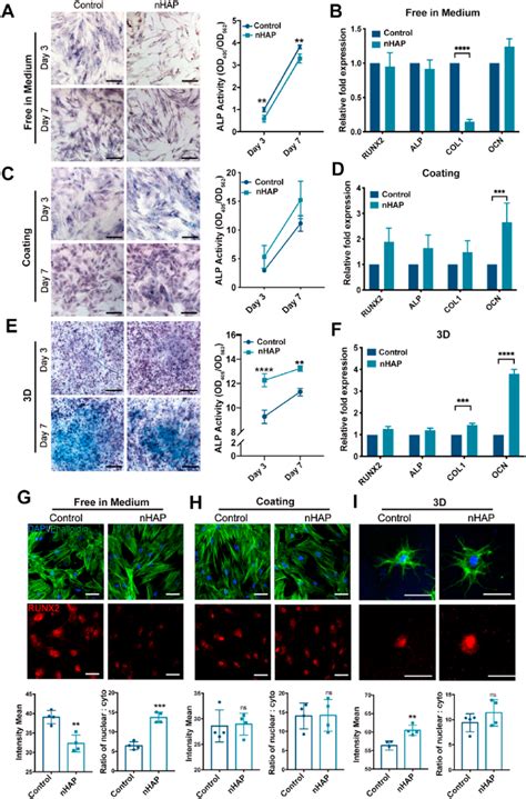 Diverse Trends Of Hbmsc Osteogenic Differentiation In Different Nhap Download Scientific