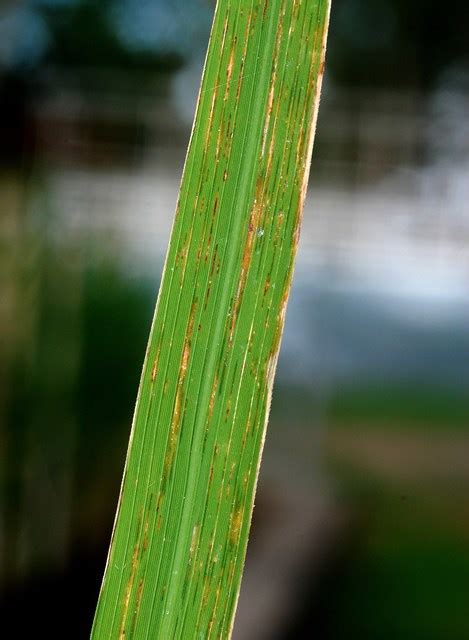 Bacterial Leaf Streak Irri Rice Knowledge Bank