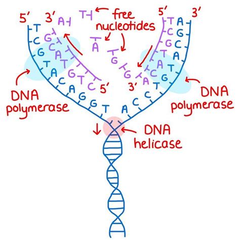 DNA Replication Happens During The Synthesis Phase Of The Cell Cycle