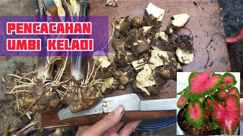 Cara Mencacah Umbi Keladi Hias Caladium Dengan Mudah Youtube