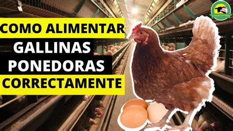 Como Alimentar Gallinas Ponedoras Correctamente Desde La Semana