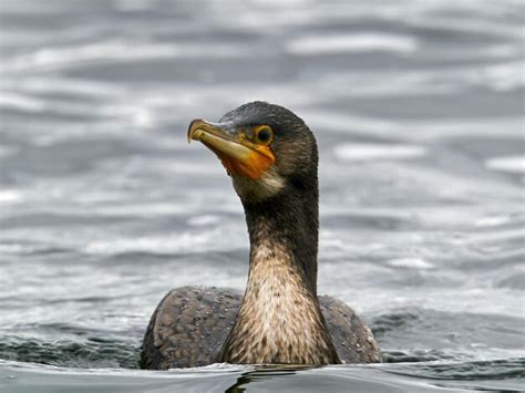 Premium Photo Great Cormorant Phalacrocorax Carbo