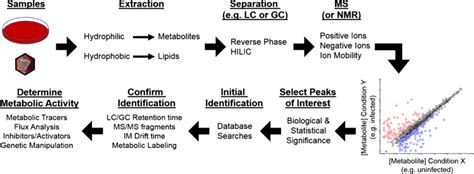 A Schematic View Of Untargeted Lipidomics And Metabolomics Workflow