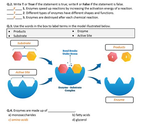 Enzyme Worksheets Answers What Is A Catalyst