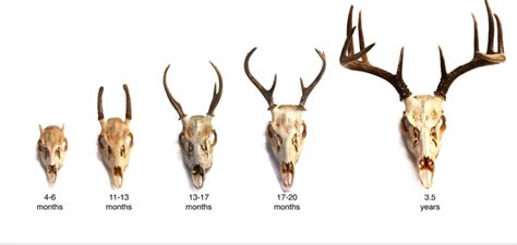 Whitetail Deer Antler Size Chart